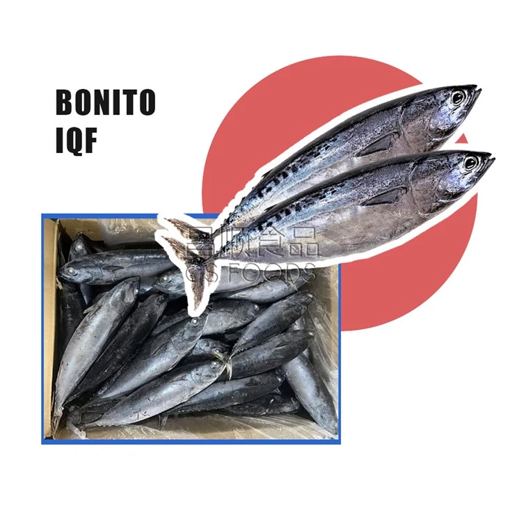 Light Catch Frozen Bonito